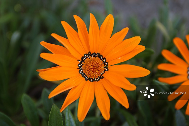 美国加利福尼亚州的橙色花朵特写图片素材