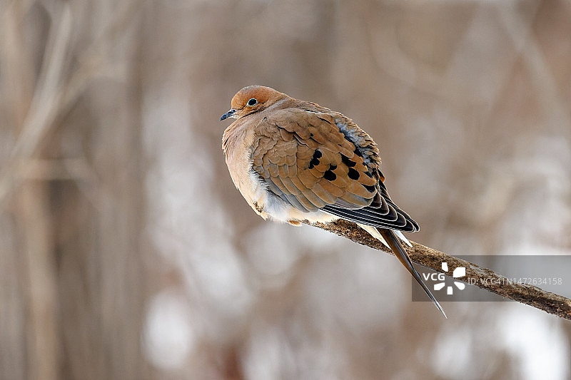 冬天栖息在树枝上的哀鸽，加拿大魁北克多瓦尔图片素材
