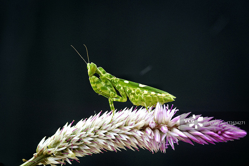 昆虫在花上的特写图片素材