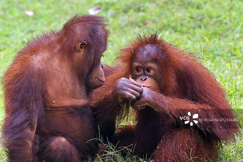 红毛猩猩与幼崽，印度尼西亚图片素材