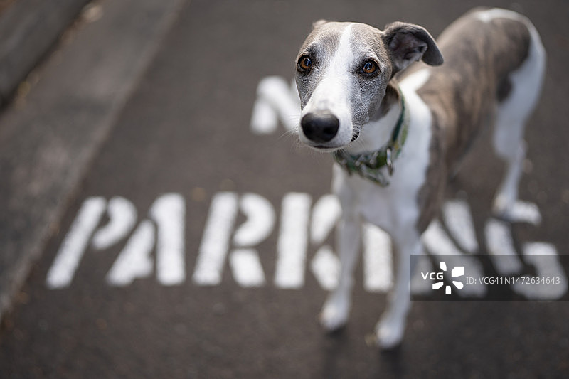 站在悉尼新南威尔士道路上的惠比特犬 портрет图片素材