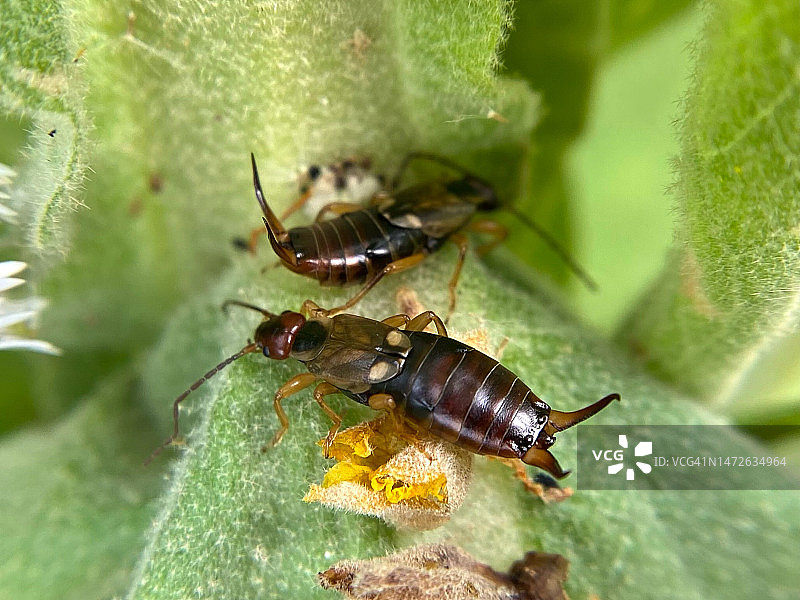 叶子上昆虫的特写图片素材