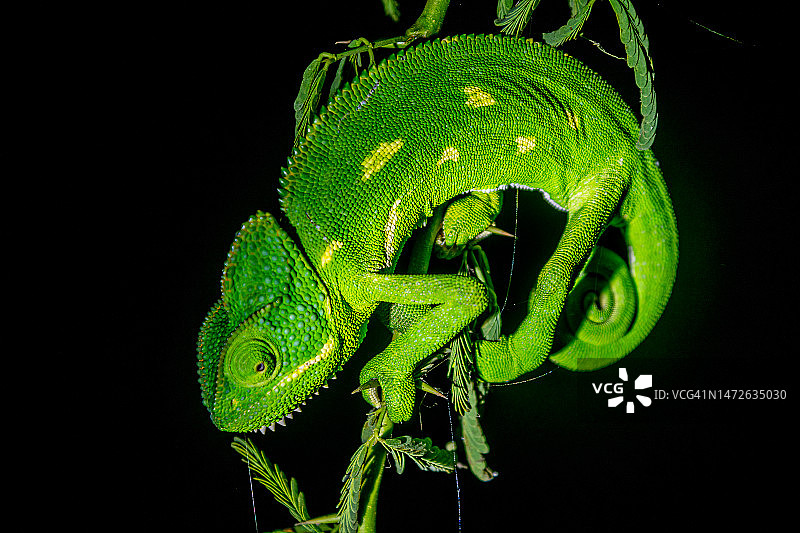 印度马哈拉施特拉邦比格万黑色背景上的蛇特写图片素材