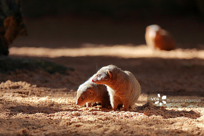 西班牙草地上的松鼠特写图片素材
