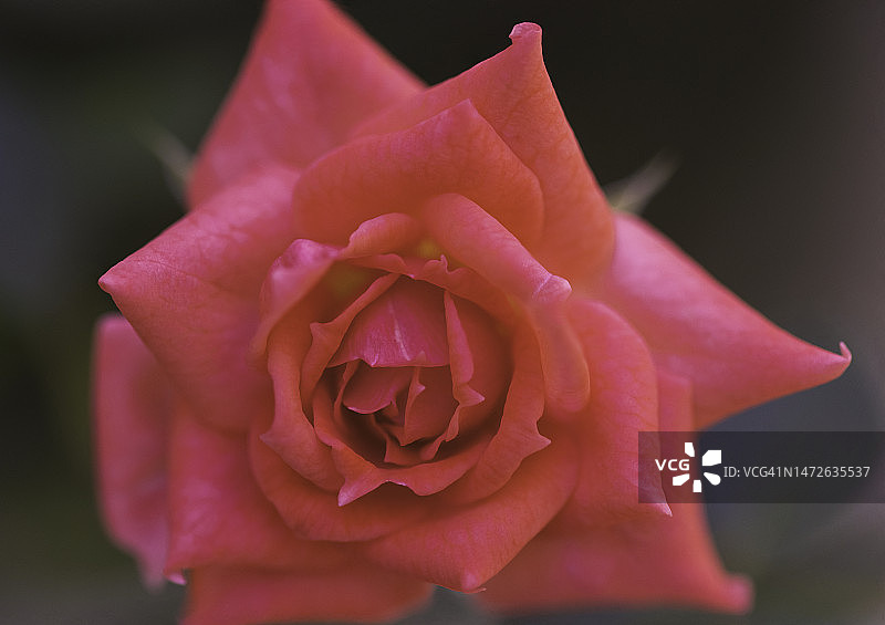 粉色玫瑰花特写，巴西图片素材