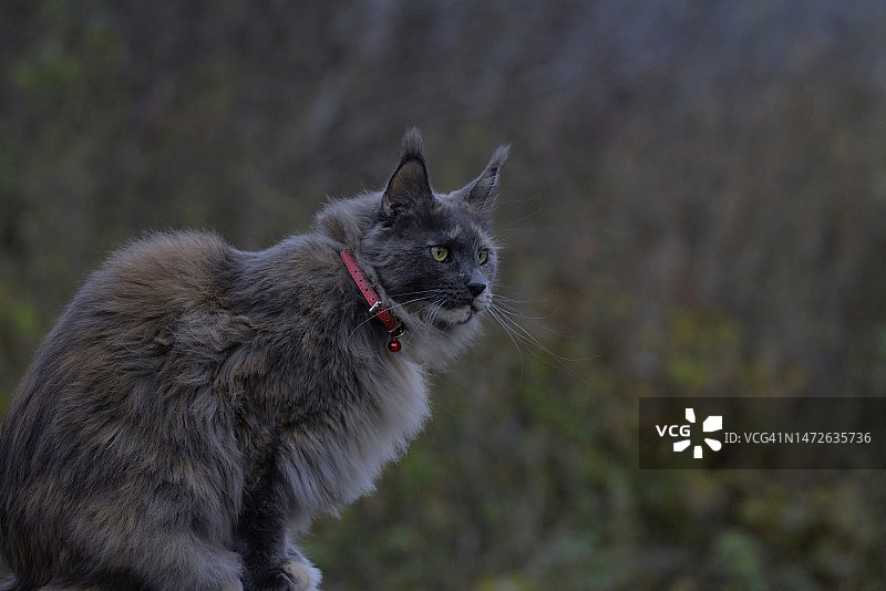 猫看向别处的特写镜头图片素材