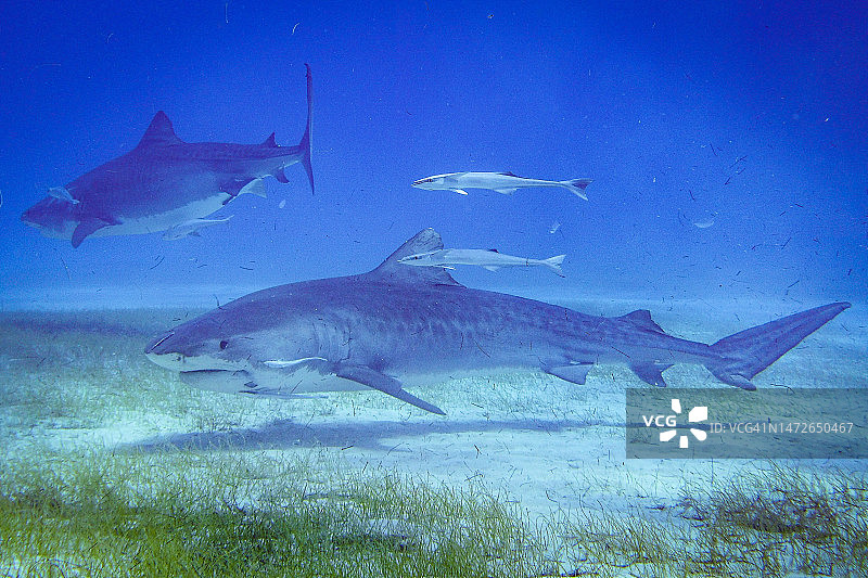 虎鲨（Galeocerdo cuvier）图片素材