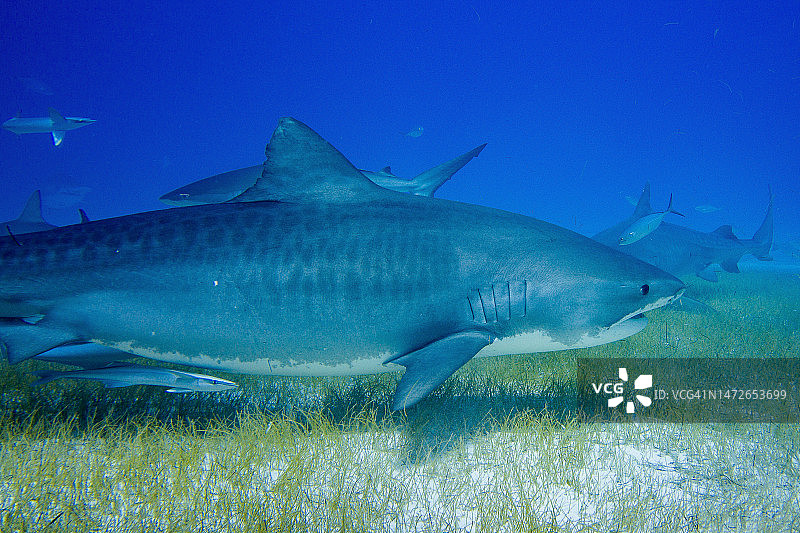 虎鲨（Galeocerdo cuvier）图片素材