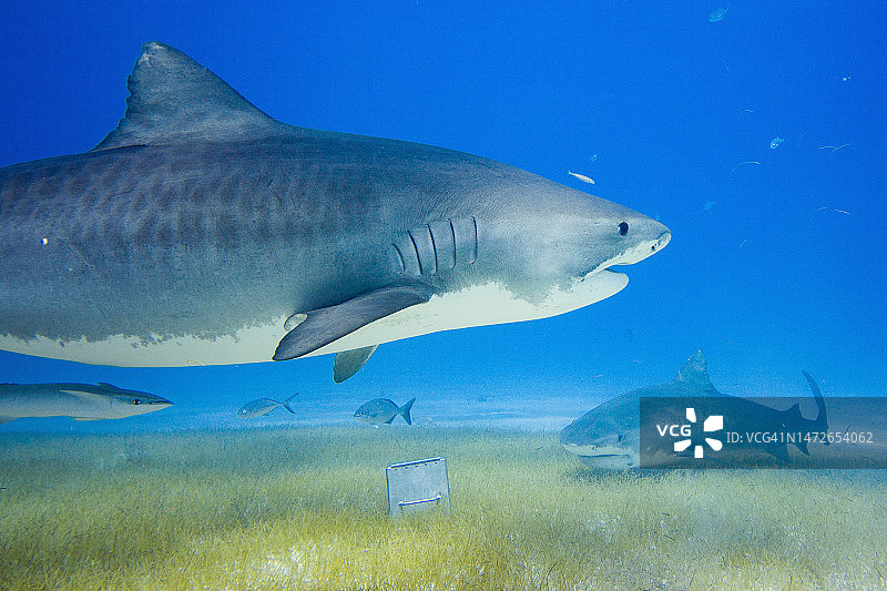 虎鲨（Galeocerdo cuvier）图片素材