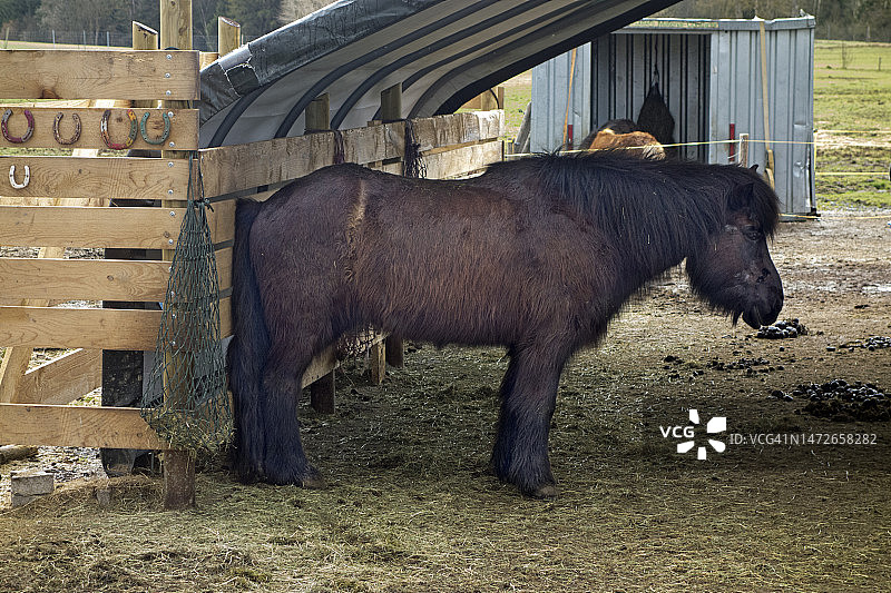 马厩里躲雨的小马图片素材
