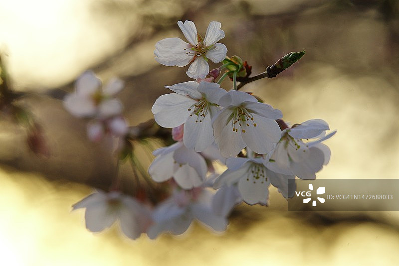 直流樱花（4）图片素材
