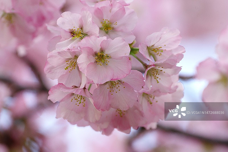 直流樱花(2)图片素材