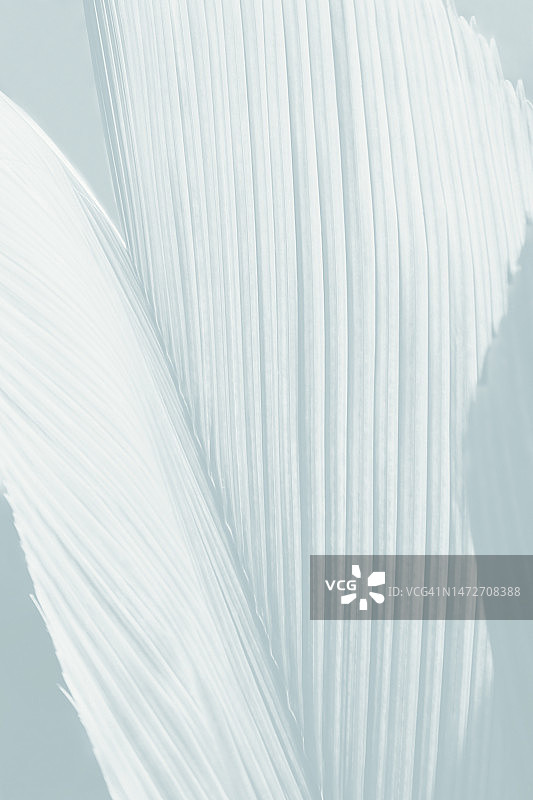 灰蓝色调的棕榈叶特写图片素材