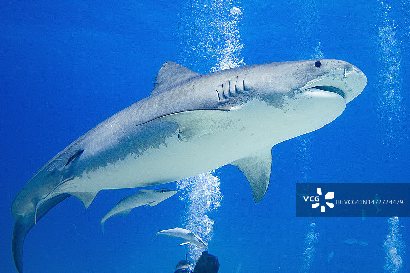 虎鲨（Galeocerdo cuvier）图片素材