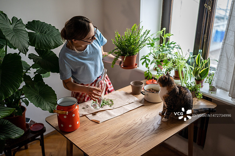 年轻女人在家中窗边照顾室内植物图片素材