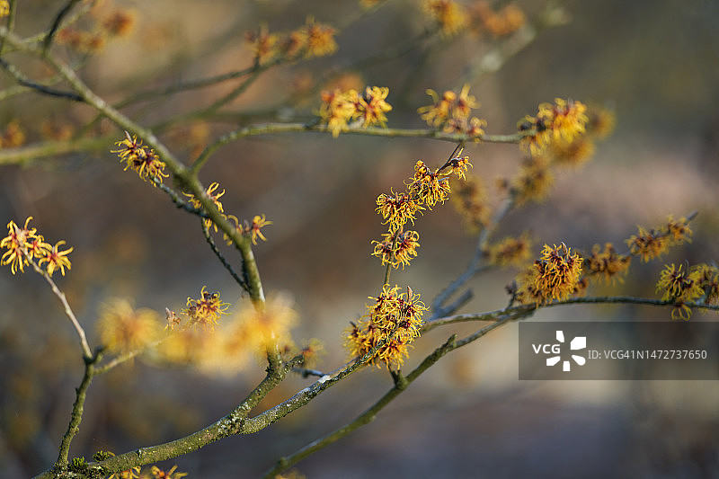 杂交北美金缕梅“橙色美人”图片素材