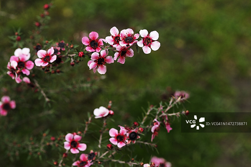 桃金娘的花朵图片素材