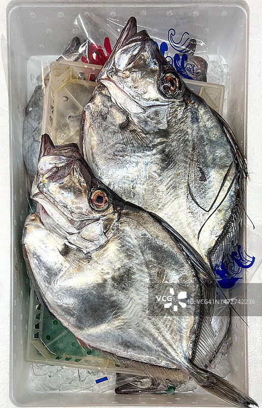 新鲜的镜鱼图片素材