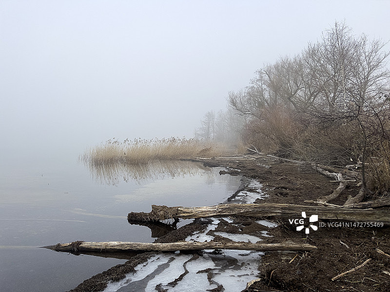 哈格内克运河河口处的树枝和芦苇植物，位于比尔湖畔图片素材
