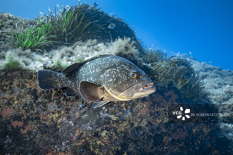 褐石斑鱼图片素材