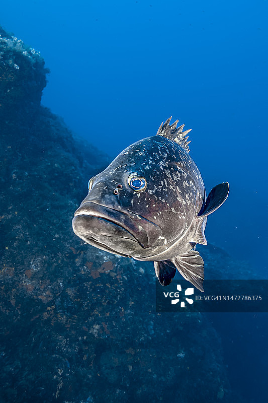 褐石斑鱼图片素材