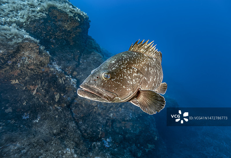 褐石斑鱼图片素材