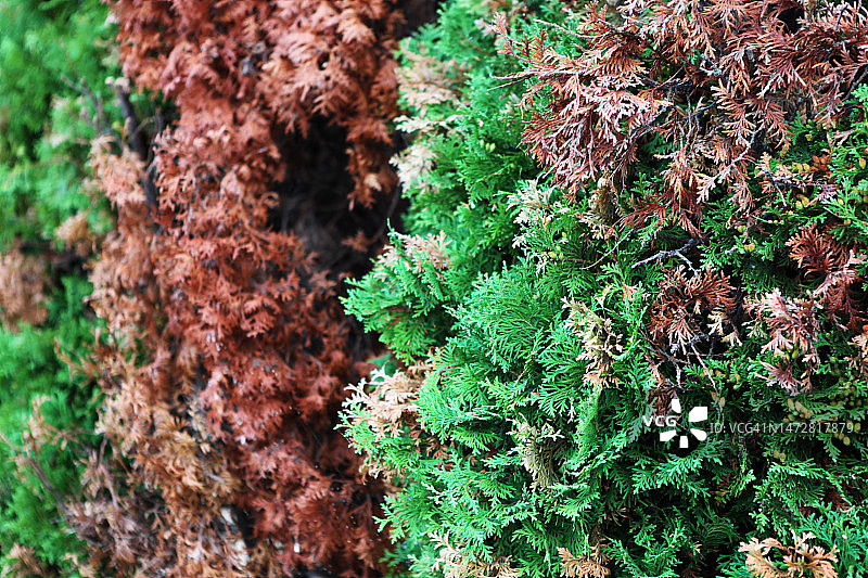 香柏树枯萎病，由Didymascella thujina引起的真菌病害，侵袭香柏树叶和嫩芽，特别是西部红雪松图片素材
