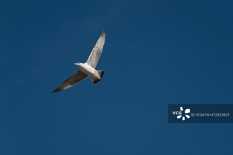 海鸥在晴朗蓝天中飞翔图片素材