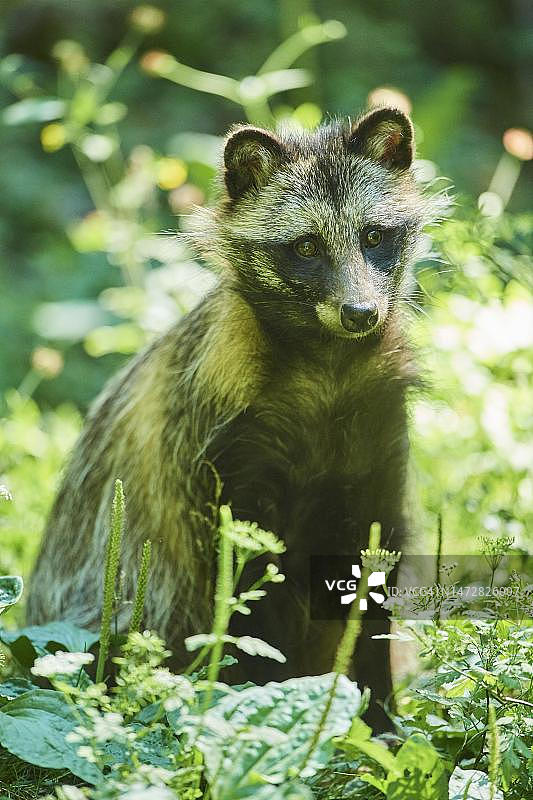 德国巴伐利亚森林中的貉图片素材
