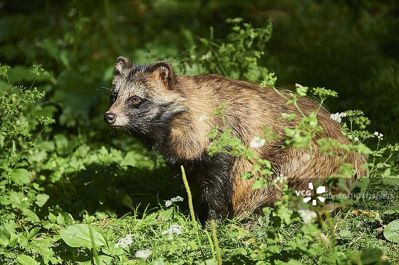 德国巴伐利亚森林中的貉图片素材