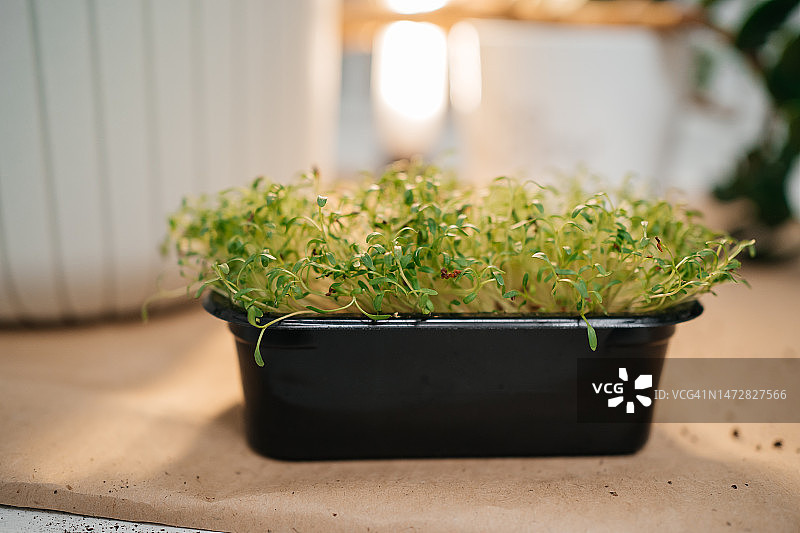 在家种植微型蔬菜图片素材