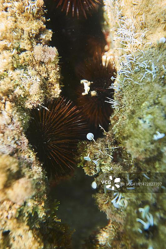 黑海海胆，西班牙加泰罗尼亚塔拉戈纳海底图片素材