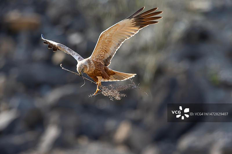 收集筑巢材料的西方沼泽鹞（雄性），德国图片素材