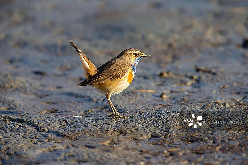 白斑蓝喉歌鸲（雄性），德国图片素材