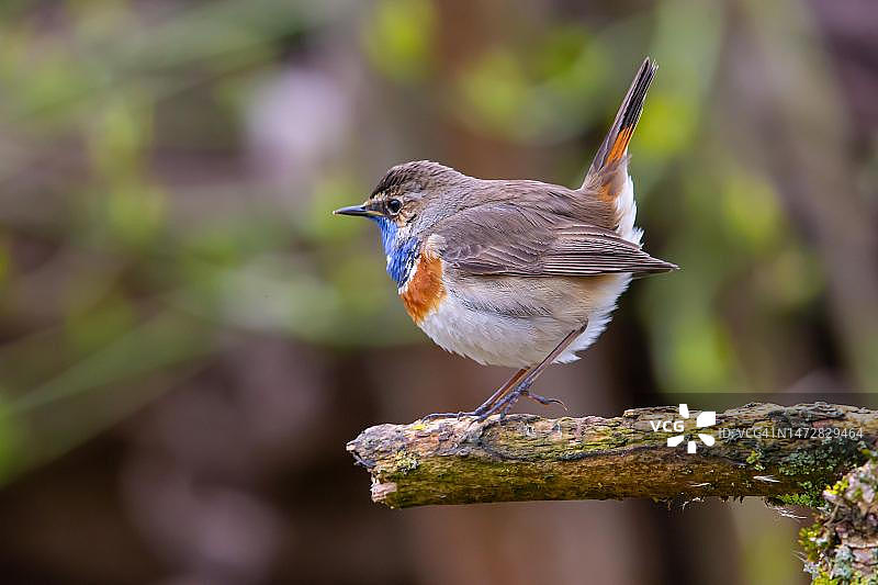 白斑蓝喉歌鸲（雄性），德国图片素材