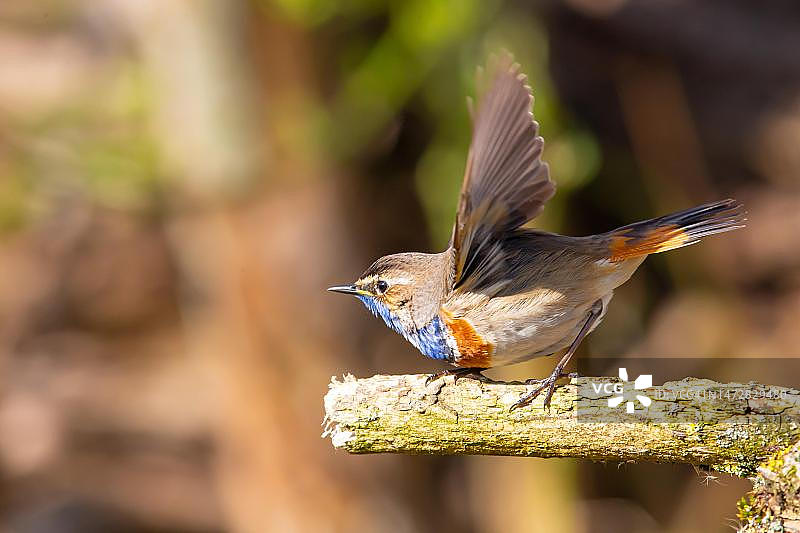 白斑蓝喉歌鸲（雄性），德国图片素材