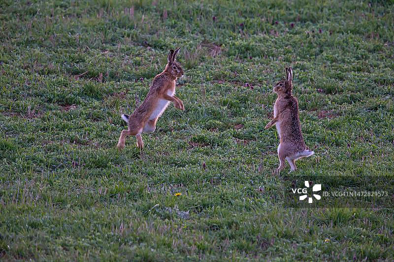 德国境内的开普敦野兔交配行为图片素材