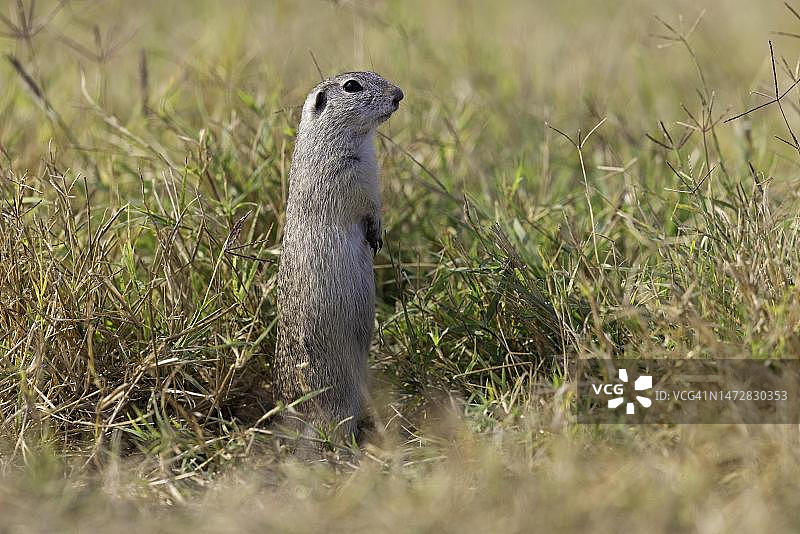 欧洲地松鼠，位于罗马尼亚多瑙河三角洲生物圈保护区图片素材