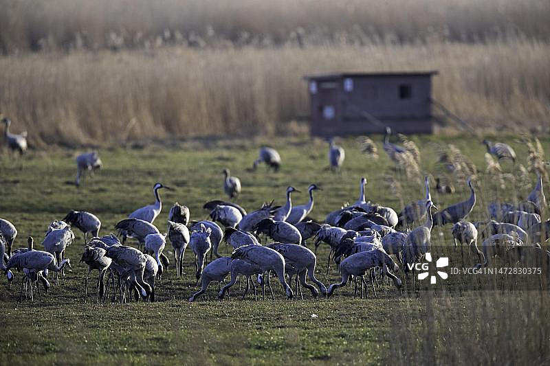 普通鹤群在小屋前，德国图片素材