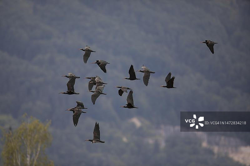 一群北秃 ib（Geronticus eremita）在飞行，阿尔卑斯山山麓，奥地利图片素材