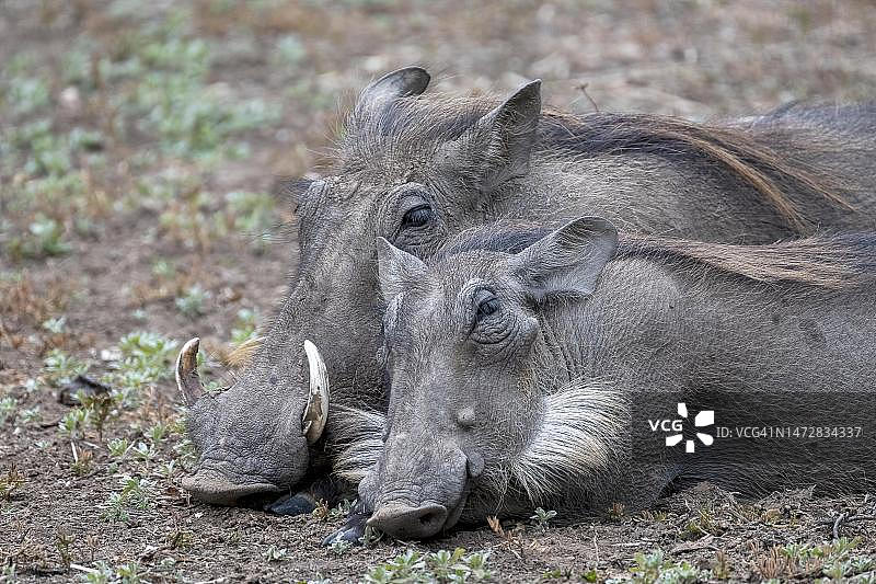 普通疣猪(Phacochoerus africanus)，两个动物在黄昏休息，动物肖像，南卢安瓜，赞比亚图片素材