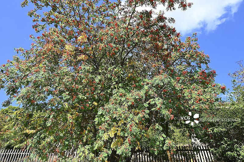 欧洲花楸树（德国巴伐利亚州下弗兰肯地区）图片素材