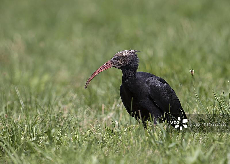 稀有的北秃鹳，阿尔卑斯山山麓，奥地利图片素材