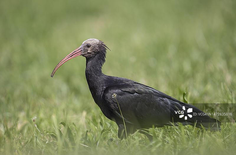 稀有的北秃鹳，阿尔卑斯山山麓，奥地利图片素材