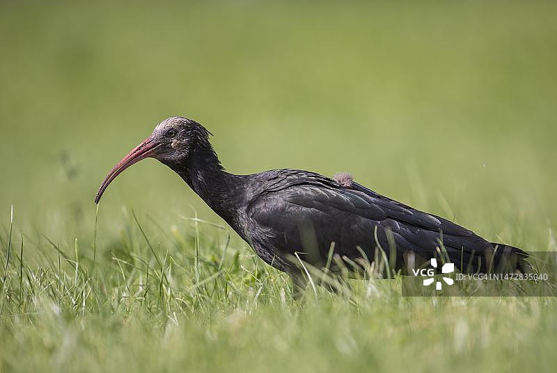 罕见的北秃鹮（Geronticus eremita），隐士朱鹭或带有跟踪发射器的Waldrapp，阿尔卑斯山山麓，奥地利图片素材