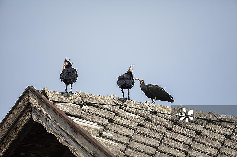 罕见的北秃ib鸟站在屋顶上，阿尔卑斯山山麓，奥地利图片素材