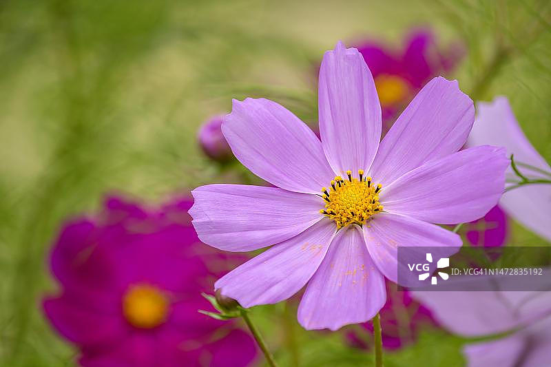 花园宇宙或墨西哥紫菀(宇宙双pinnatus)，德国图片素材