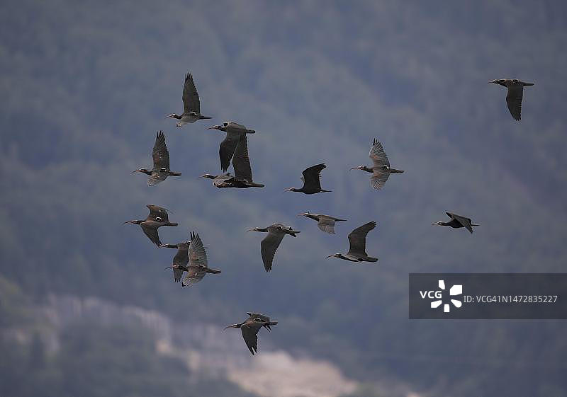一群北秃 ib（Geronticus eremita）在飞行，阿尔卑斯山山麓，奥地利图片素材