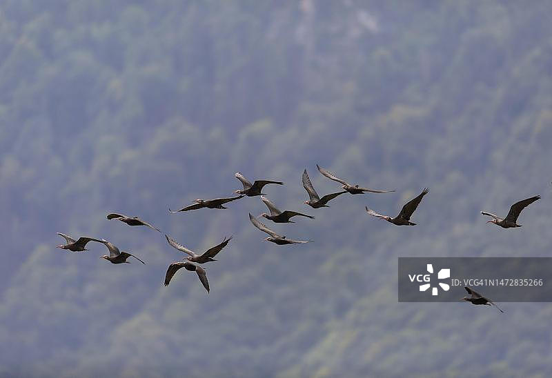 一群北秃 ib（Geronticus eremita）在飞行，阿尔卑斯山山麓，奥地利图片素材