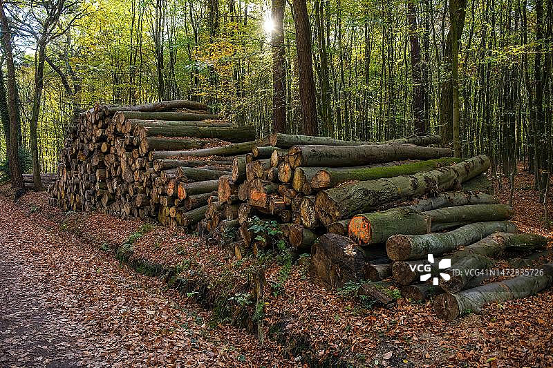 森林小路边的堆叠木箱（德国北莱茵-威斯特法伦明斯特地区）图片素材